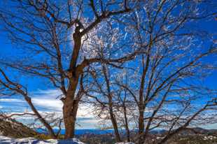 Ice Crystals on Palomar-8235.jpg